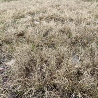 Eragrostis curvula (African Lovegrass) at Flea Bog Flat to Emu Creek Corridor - 13 Aug 2023 by JohnGiacon