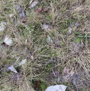 Eragrostis curvula at Bruce, ACT - 13 Aug 2023