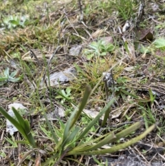 Lomandra (genus) (A Matrush) at Bruce, ACT - 13 Aug 2023 by JohnGiacon