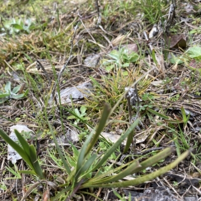 Lomandra (genus) (A Matrush) at Bruce, ACT - 13 Aug 2023 by JohnGiacon