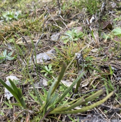 Lomandra sp. (A Matrush) at Bruce, ACT - 13 Aug 2023 by JohnGiacon