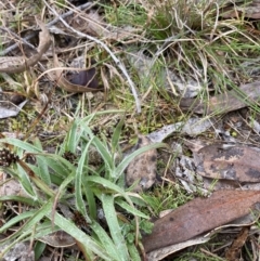 Luzula densiflora (Dense Wood-rush) at Bruce, ACT - 13 Aug 2023 by JohnGiacon