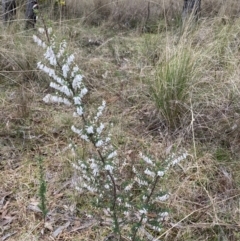 Leucopogon fletcheri subsp. brevisepalus (Twin Flower Beard-Heath) at Gossan Hill - 13 Aug 2023 by JohnGiacon