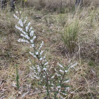 Leucopogon fletcheri subsp. brevisepalus (Twin Flower Beard-Heath) at Bruce, ACT - 13 Aug 2023 by JohnGiacon