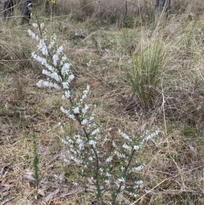 Styphelia fletcheri subsp. brevisepala (Twin Flower Beard-Heath) at Bruce, ACT - 13 Aug 2023 by JohnGiacon