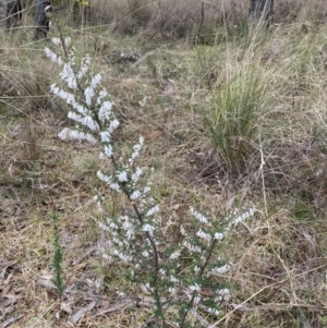 Leucopogon fletcheri subsp. brevisepalus at Bruce, ACT - 13 Aug 2023