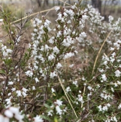 Cryptandra amara (Bitter Cryptandra) at Flea Bog Flat to Emu Creek Corridor - 13 Aug 2023 by JohnGiacon