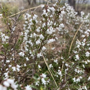 Cryptandra amara at Bruce, ACT - 13 Aug 2023 01:58 PM