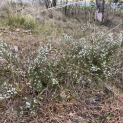 Cryptandra amara at Bruce, ACT - 13 Aug 2023