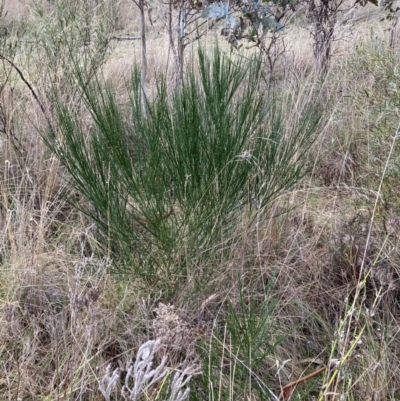 Cytisus scoparius subsp. scoparius (Scotch Broom, Broom, English Broom) at Flea Bog Flat to Emu Creek Corridor - 13 Aug 2023 by JohnGiacon