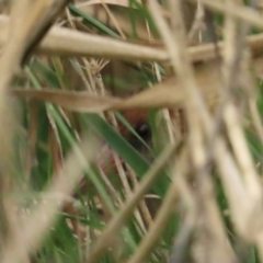 Lewinia pectoralis (Lewin's Rail) at Fyshwick, ACT - 13 Aug 2023 by BenW