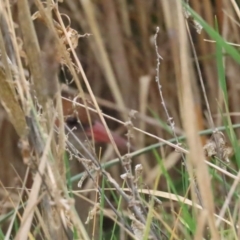 Lewinia pectoralis at Fyshwick, ACT - 13 Aug 2023