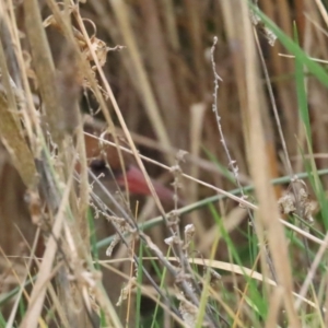 Lewinia pectoralis at Fyshwick, ACT - 13 Aug 2023