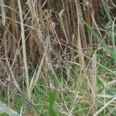 Lewinia pectoralis at Fyshwick, ACT - 13 Aug 2023