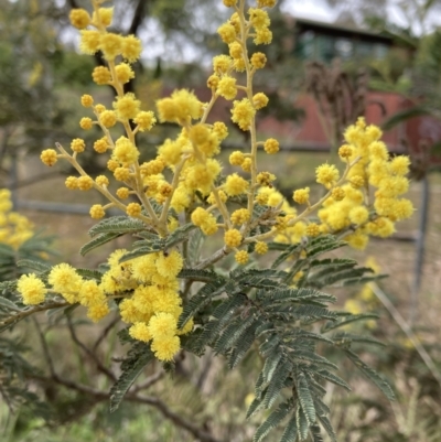 Acacia dealbata subsp. dealbata (Silver Wattle) at Bruce, ACT - 13 Aug 2023 by JohnGiacon