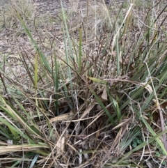 Dianella revoluta var. revoluta (Black-Anther Flax Lily) at Flea Bog Flat to Emu Creek Corridor - 13 Aug 2023 by JohnGiacon