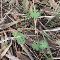 Geranium sp. (Geranium) at Flea Bog Flat to Emu Creek Corridor - 13 Aug 2023 by JohnGiacon