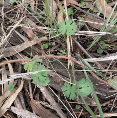 Geranium (genus) (Geranium) at Bruce, ACT - 13 Aug 2023 by JohnGiacon