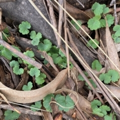 Hydrocotyle laxiflora (Stinking Pennywort) at Flea Bog Flat to Emu Creek Corridor - 13 Aug 2023 by JohnGiacon