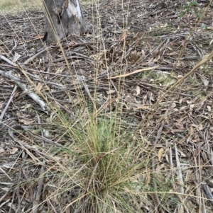 Rytidosperma pallidum at Bruce, ACT - 13 Aug 2023 02:01 PM