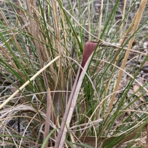 Rytidosperma pallidum at Bruce, ACT - 13 Aug 2023 02:01 PM