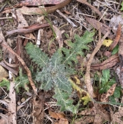 Cirsium vulgare (Spear Thistle) at Bruce, ACT - 13 Aug 2023 by JohnGiacon