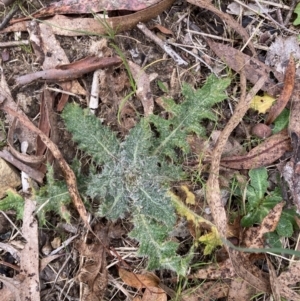 Cirsium vulgare at Bruce, ACT - 13 Aug 2023