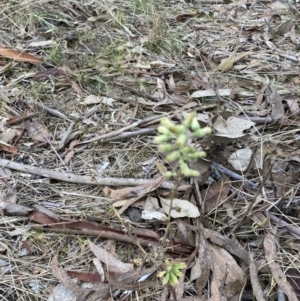 Erigeron sp. at Bruce, ACT - 13 Aug 2023