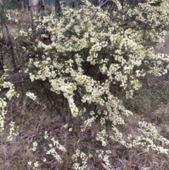 Acacia genistifolia (Early Wattle) at Bruce, ACT - 13 Aug 2023 by JohnGiacon