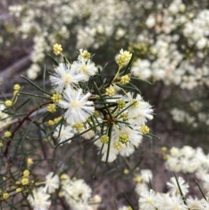 Acacia genistifolia at Bruce, ACT - 13 Aug 2023