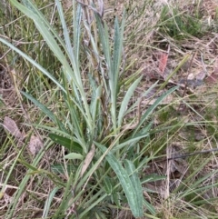 Senecio quadridentatus (Cotton Fireweed) at Bruce, ACT - 13 Aug 2023 by JohnGiacon
