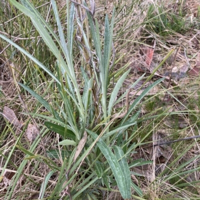 Senecio quadridentatus (Cotton Fireweed) at Bruce, ACT - 13 Aug 2023 by JohnGiacon