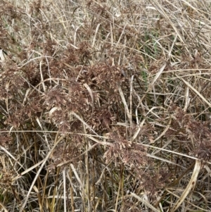 Cyperus eragrostis at Aranda, ACT - 13 Aug 2023