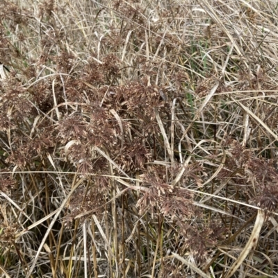 Cyperus eragrostis (Umbrella Sedge) at Aranda, ACT - 13 Aug 2023 by JohnGiacon