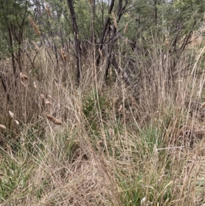 Phalaris aquatica at Aranda, ACT - 13 Aug 2023 02:17 PM