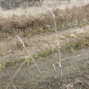 Dactylis glomerata at Aranda, ACT - 13 Aug 2023