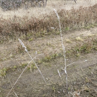 Dactylis glomerata (Cocksfoot) at Aranda, ACT - 13 Aug 2023 by JohnGiacon