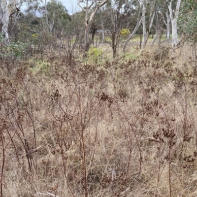 Hypericum perforatum (St John's Wort) at Aranda, ACT - 13 Aug 2023 by JohnGiacon