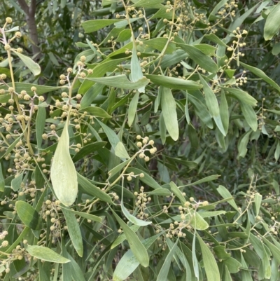 Acacia melanoxylon (Blackwood) at Aranda, ACT - 13 Aug 2023 by JohnGiacon
