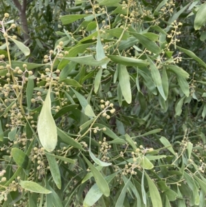 Acacia melanoxylon at Aranda, ACT - 13 Aug 2023