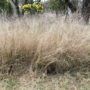 Eragrostis curvula at Aranda, ACT - 13 Aug 2023
