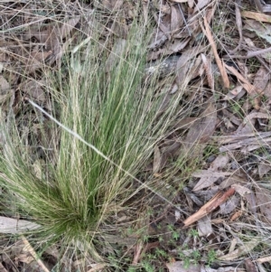 Nassella trichotoma at Canberra Central, ACT - 13 Aug 2023