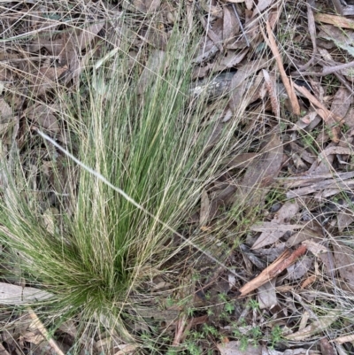 Nassella trichotoma (Serrated Tussock) at Black Mountain - 13 Aug 2023 by JohnGiacon