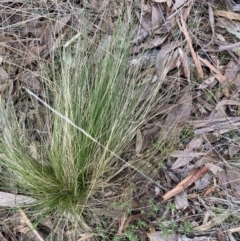 Nassella trichotoma (Serrated Tussock) at Black Mountain - 13 Aug 2023 by JohnGiacon
