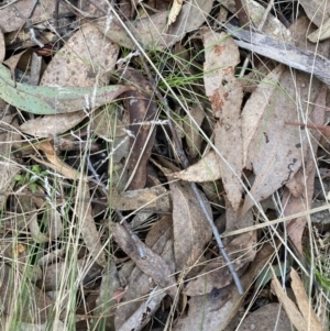 Nassella trichotoma at Canberra Central, ACT - 13 Aug 2023