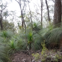 Xanthorrhoea glauca subsp. angustifolia (Grey Grass-tree) at Wyanbene, NSW - 2 Jun 2023 by RobG1