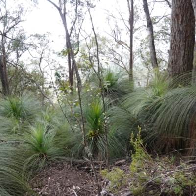 Xanthorrhoea australis (Austral Grass Tree, Kangaroo Tails) at Wyanbene, NSW - 2 Jun 2023 by RobG1