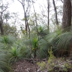 Xanthorrhoea glauca subsp. angustifolia (Grey Grass-tree) at Deua National Park (CNM area) - 2 Jun 2023 by RobG1
