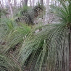 Xanthorrhoea glauca subsp. angustifolia at Wyanbene, NSW - suppressed