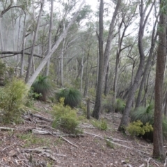 Xanthorrhoea glauca subsp. angustifolia at Wyanbene, NSW - suppressed